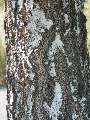 Betula pendula - bříza bělokorá - kůra - 21.9.2003 - Lanžhot (BV) - louka u zámečku Lány