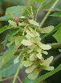 Acer crataegifolium - javor hloholistý - plod - 6.9.2003 - Lednice (BV) - zámecká zahrada