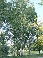 Betula pubescens - bříza pýřitá - celá rostlina - 27.9.2003 - Lednice (BV) - zámecký park
