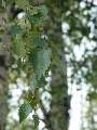 Betula pubescens - bříza pýřitá - větev - 27.9.2003 - Lednice (BV) - zámecký park