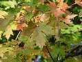 Acer sacharinum - javor stříbrný - list podzimní zbarvení - 27.9.2003 - Lednice (BV) - zámecká zahrada