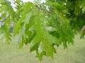 Quercus rubra - dub červený - větev - 9.5.2003 - Lanžhot (BV) - louka u zámečku Lány
