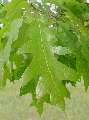 Quercus rubra - dub červený - list - 9.5.2003 - Lanžhot (BV) - louka u zámečku Lány