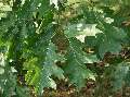 Quercus rubra - dub červený - větev - 1.8.2003 - Lednice (BV) - zámecká zahrada