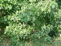 Quercus rubra - dub červený - větev - 1.8.2003 - Lednice (BV) - zámecká zahrada