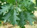 Quercus rubra - dub červený - list - 1.8.2003 - Lednice (BV) - zámecká zahrada