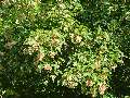Acer ginnala - javor ginnala - větev - 1.8.2003 - Lednice (BV) - zámecká zahrada