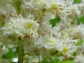 Aesculus hippocastanum - jírovec maďál - květ - 15.5.2004 - Lanžhot (BV) - severně od pískovny Ruské domky
