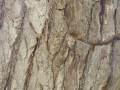 Gymnocladus dioica - nahovětvec dvoudomý - kůra - 8.8.2004 - Lednice (BV) - zámecký park