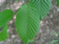 Carpinus betulus - habr obecný - list - 9.5.2003 - Lanžhot (BV) - Kazůbek