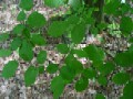 Carpinus betulus - habr obecný - list - 9.5.2003 - Lanžhot (BV) - Kazůbek