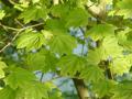 Acer circinatum - javor okrouhlolistý - větev - 4.9.2004 - Lednice (BV) - zámecká zahrada