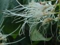 Aesculus parviflora - jírovec drobnokvětý - květ - 31.7.2004 - Lednice (BV) - zámecký park