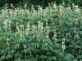 Aesculus parviflora - jírovec drobnokvětý - větev - 31.7.2004 - Lednice (BV) - zámecký park