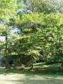 Acer palmatum - javor dlanitolistý - celá rostlina - 28.8.2004 - Lednice (BV) - zámecký park