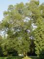 Gleditschia triacanthos - dřezovec trojtrnný - celá rostlina - 12.8.2004 - Lednice (BV) - zámecký park