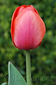 Tulipa Ad Rem - tulipán Ad Rem - květ - 12.4.2008 - Lanžhot (BV) - soukromá zahrada
