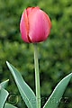 Tulipa Ad Rem - tulipán Ad Rem - celá rostlina - 12.4.2008 - Lanžhot (BV) - soukromá zahrada