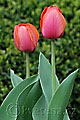 Tulipa Ad Rem - tulipán Ad Rem - celá rostlina - 12.4.2008 - Lanžhot (BV) - soukromá zahrada