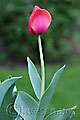 Tulipa Ad Rem - tulipán Ad Rem - celá rostlina - 16.4.2008 - Lanžhot (BV) - soukromá zahrada
