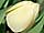 Tulipa 'Ivory Floradale' tulipán 'Ivory Floradale'