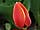 Tulipa 'World's Favorite' tulipán 'World's Favorite'