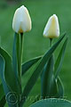 Tulipa  Angels Dream - tulipán  Angels Dream - celá rostlina - 12.4.2007 - Lanžhot (BV) - soukromá zahrada